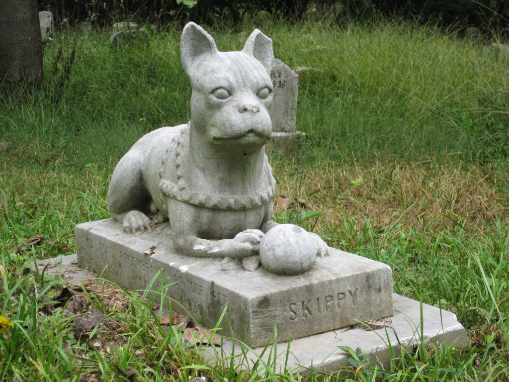 Loss of a Pet: Exploring the&nbsp;Afterlife