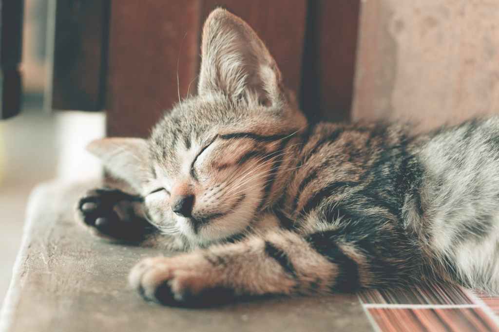 Some Top Cat Care Tips For a Healthy&nbsp;Feline