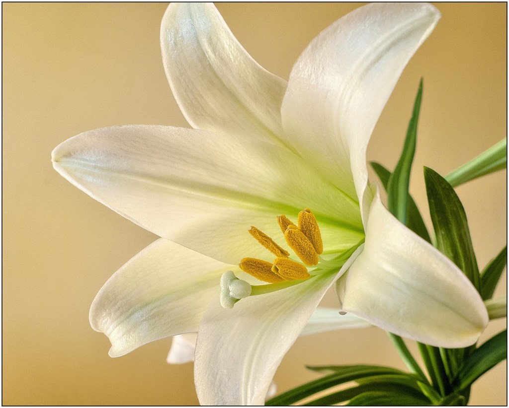 easter, lily, flower-1270523.jpg