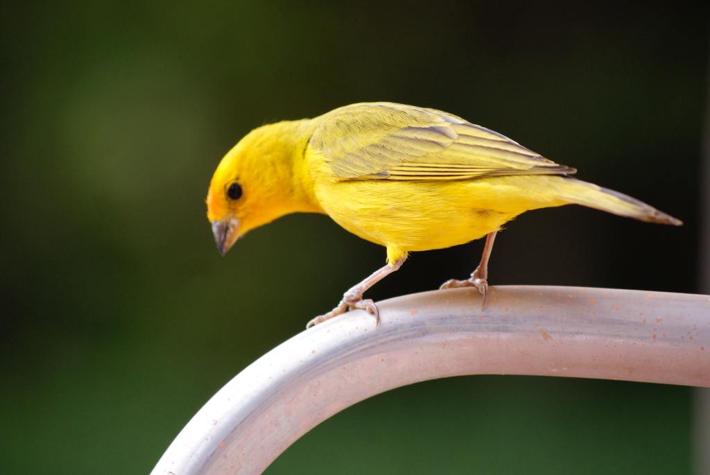 canary bird